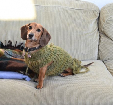 Renting With Pets? Find 5 Things To Know